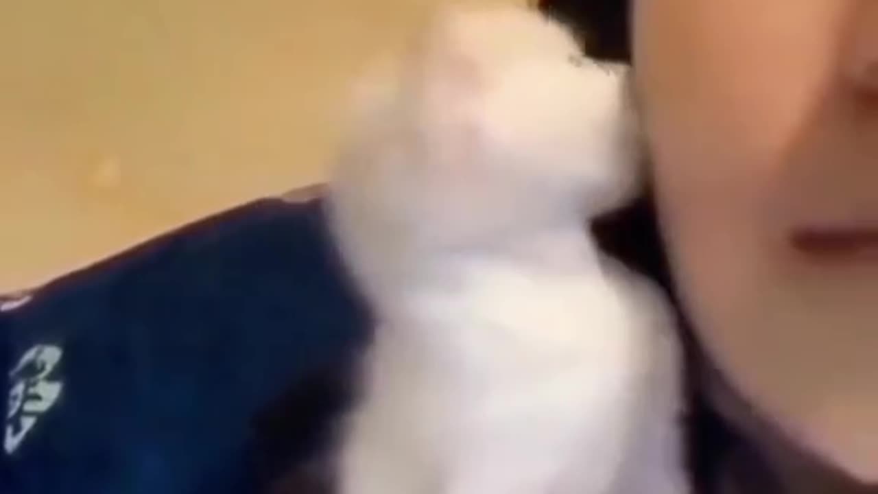 #Cat #funny