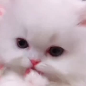 Kittycat video | Cat videos | Fanny cat videos | Animal video |