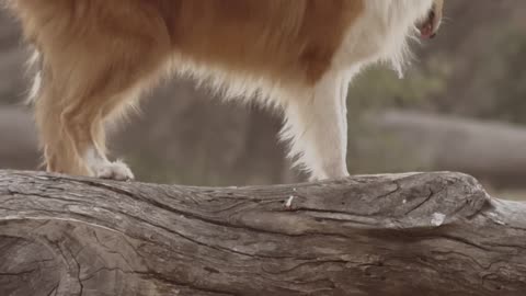 Dog standing on a log