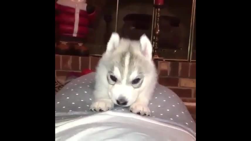 Cute puppy