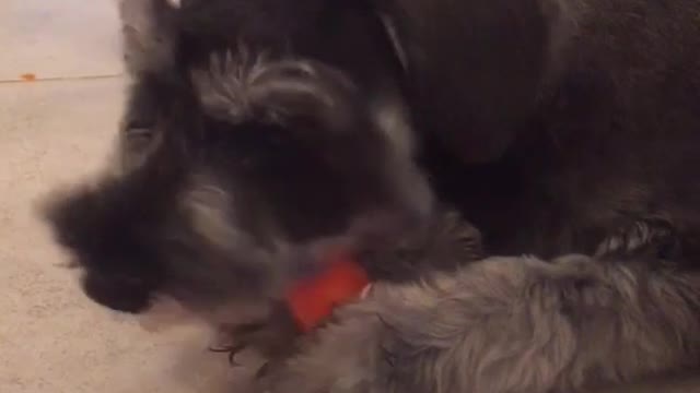 Grey dog biting and eating carrot on ground