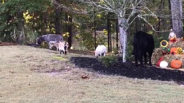 Barnyard Animals Take a Stroll in the Neighborhood