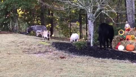 Barnyard Animals Take a Stroll in the Neighborhood