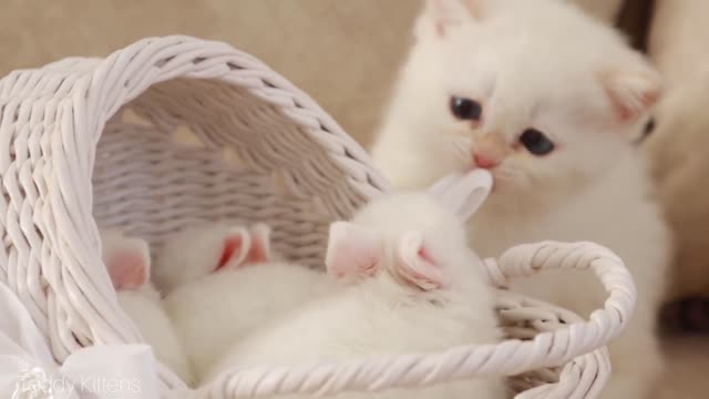 White kitten and white tiny bunnies 🐰 | It's so Сute!