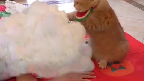 Are you having a bad hair? Don't worry the cat will fix it ! 🤣