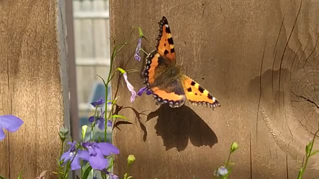 Small tortoiseshell butterfly, beautiful and lethal