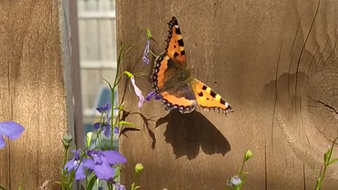 Small tortoiseshell butterfly, beautiful and lethal