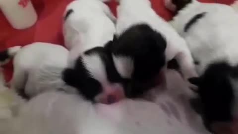cute puppies feeding