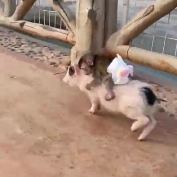 Adorable Baby Monkey In Diapers Rides On Cute Miniature Piglet!! | Cute Animals