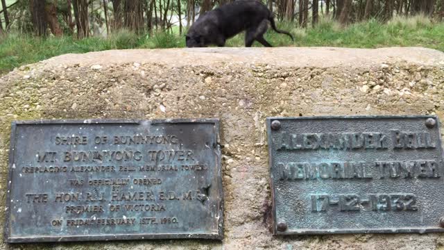 Reject Hunter, Most Dignified Lady, Poppy The Deerhound