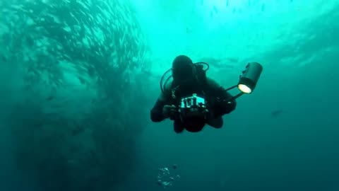 How This Fish Survive in Deepest Part of the Ocean