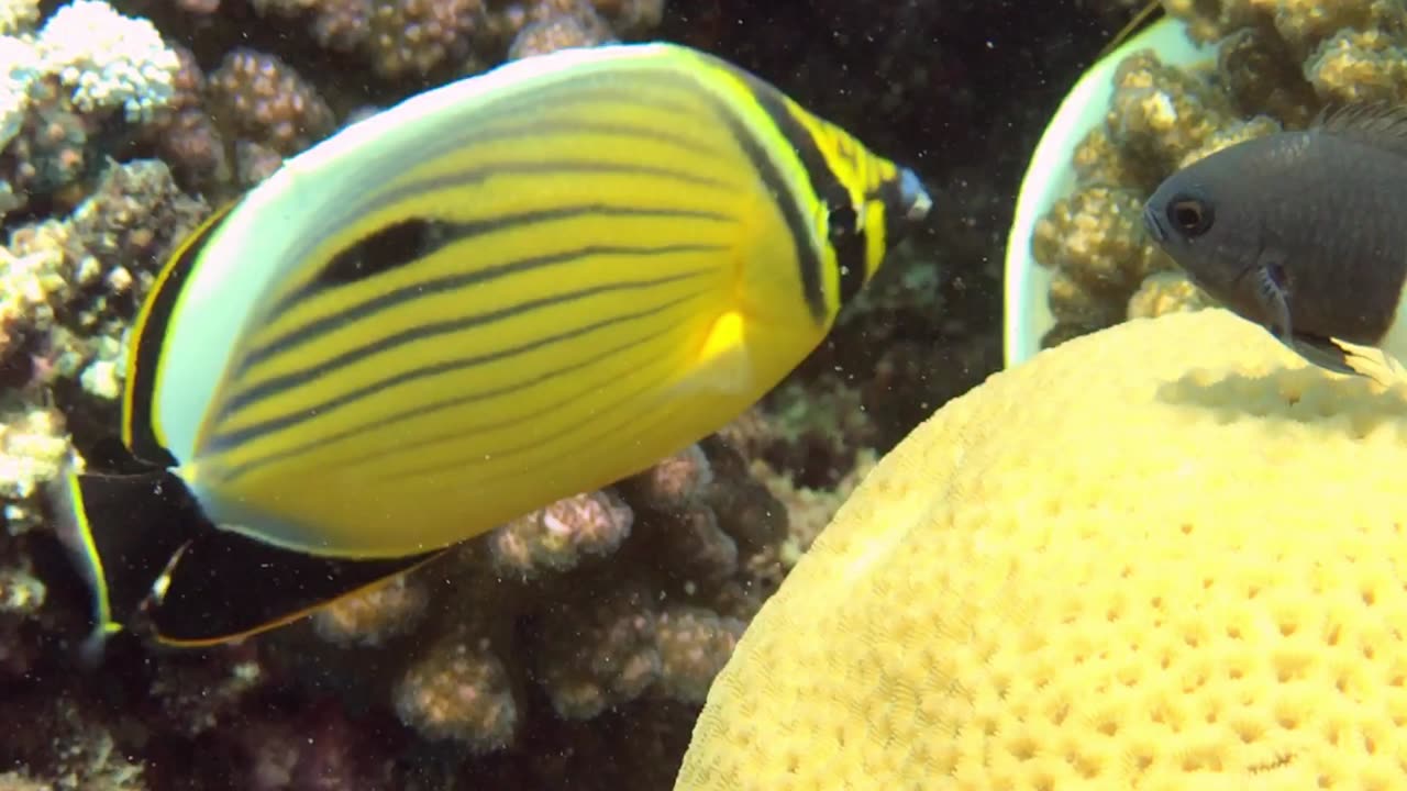 Look at this Attractive Angelfish in the Red Sea Coral Reef - No Sound