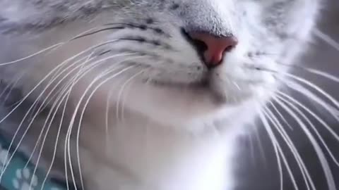 वाह क्या cat so cute