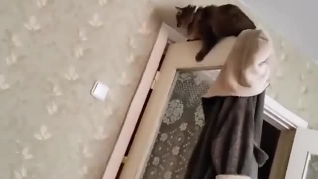 ral Clips😹_ #funny Cats #shorts Video😂_ #trending #animals #reels