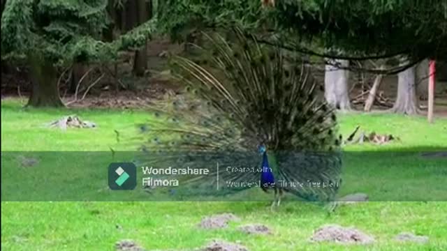 A Peacock Displays His Colorful Feathers With All Pride