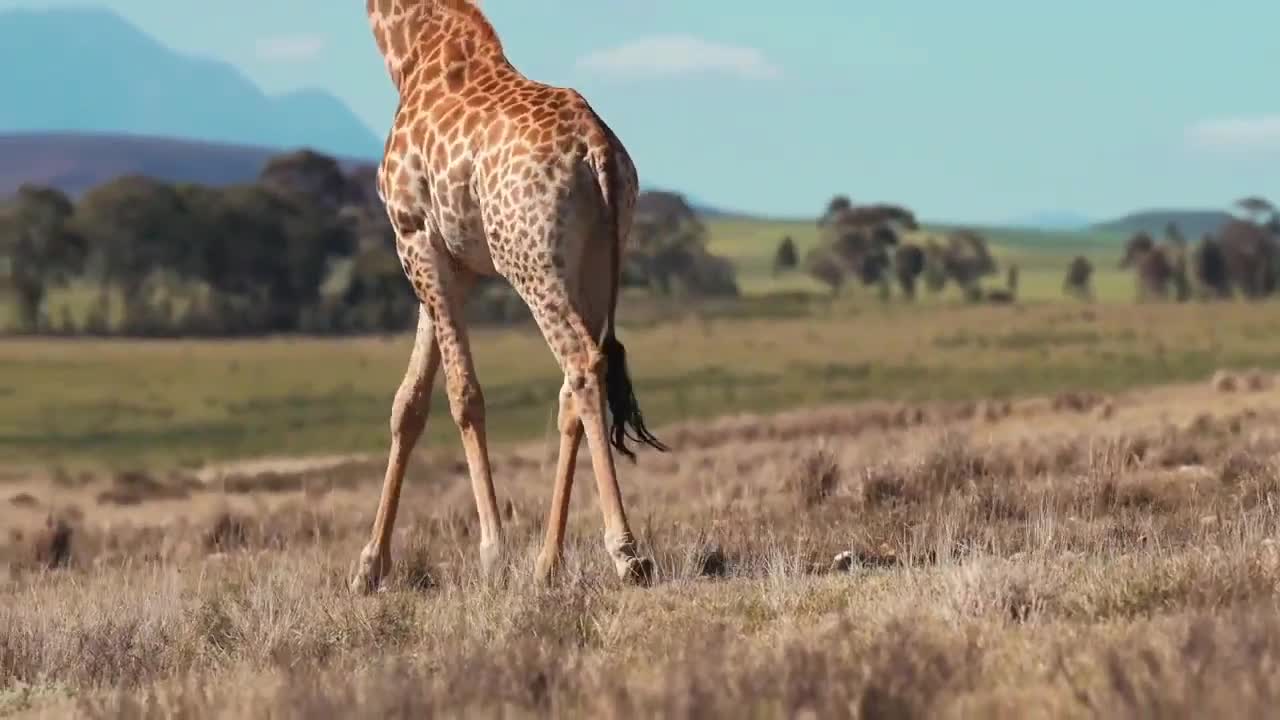 Ziraf lambi gardan wala ziraf #zirsf viral video funny animals disceacri ❤️👍plz