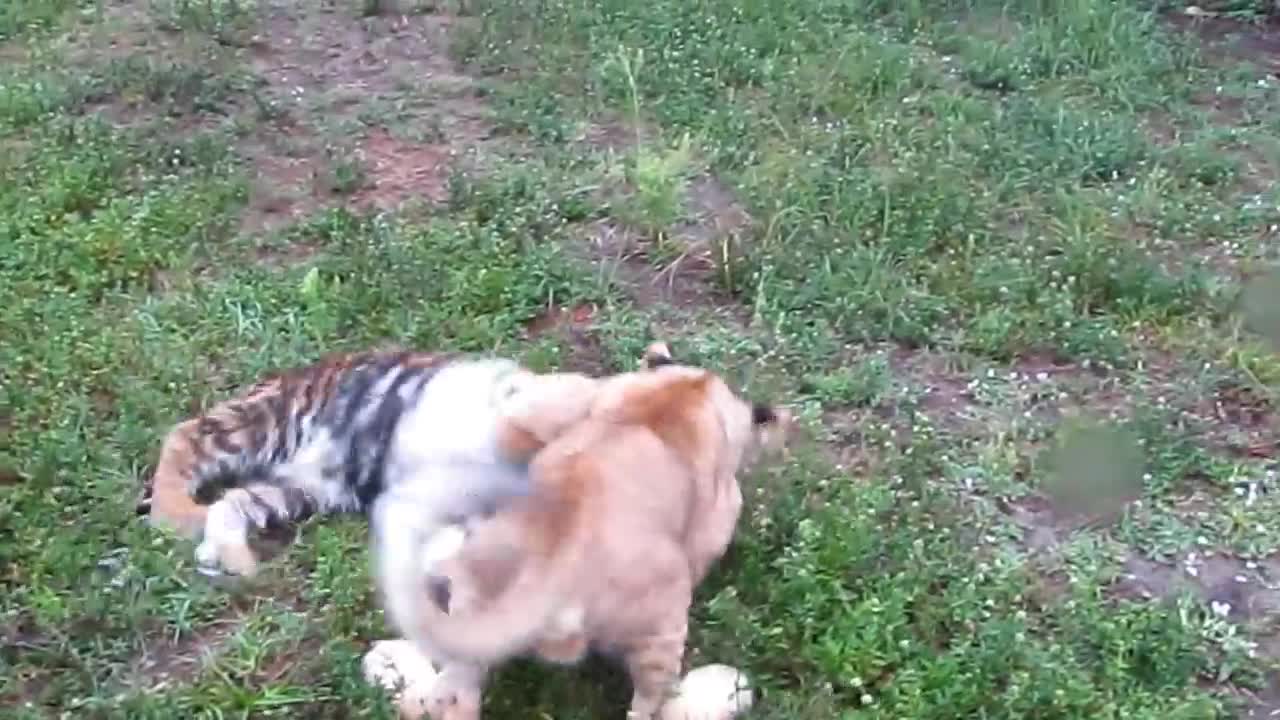 Baby lion and Tiger playing