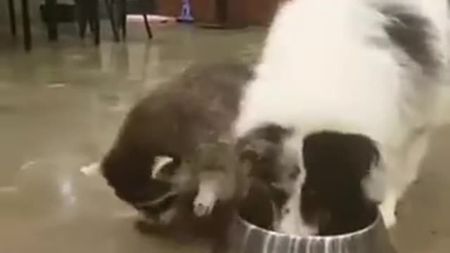impudent raccoon
