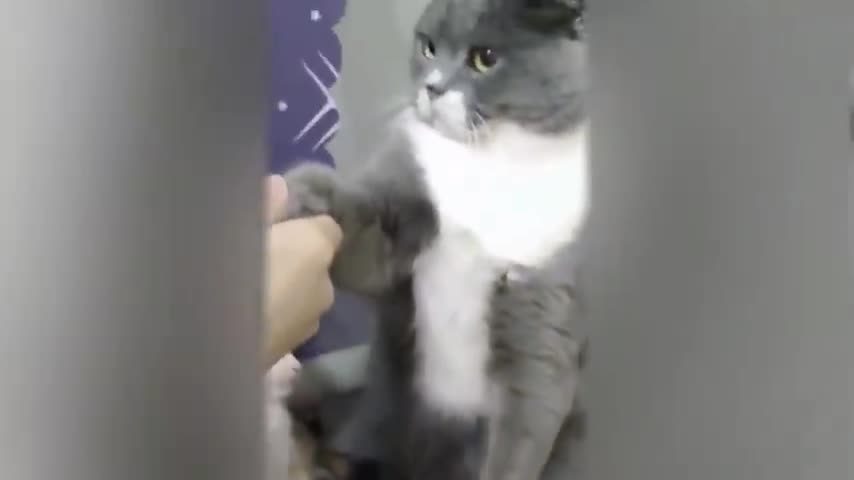 Funny cat videos - Very funny Cats