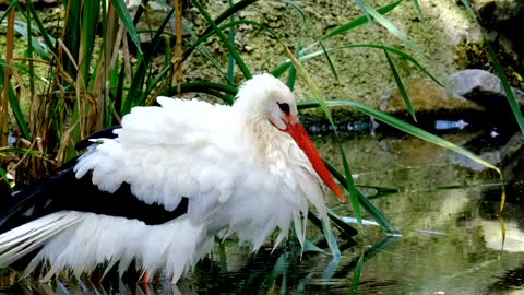 Beautiful bird video