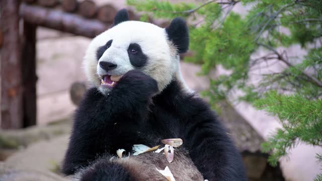 panda is eating.