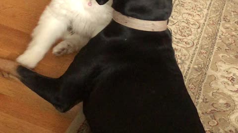 Saint Bernard pup tries to pin Coon Hound LOL