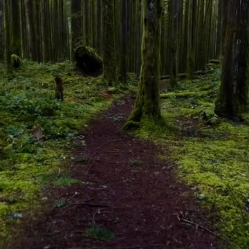 British Columbia Hiking Trail in POV