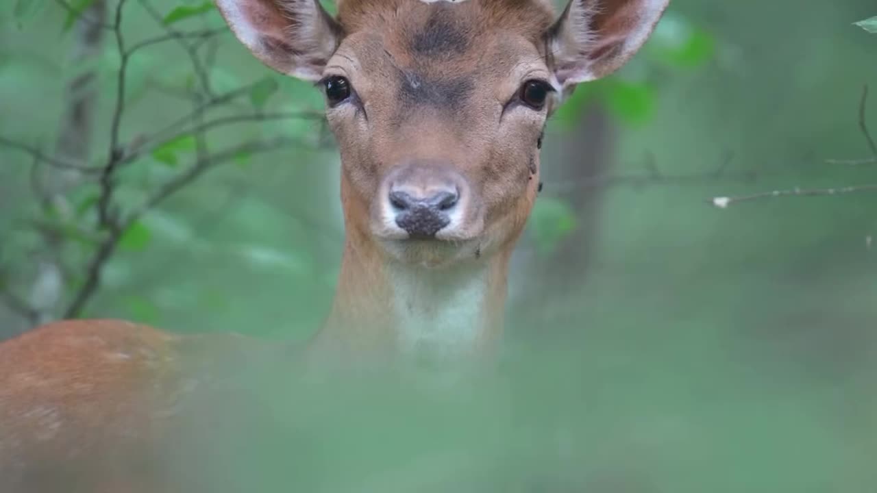 Best clip of beautiful deer in jungle🦌