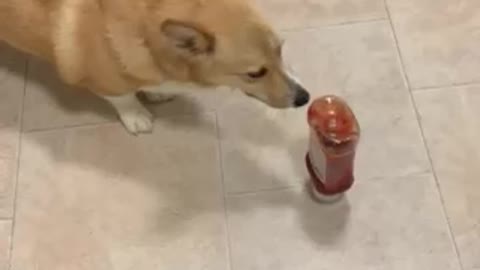 Corgi scared of Ketchup Bottle