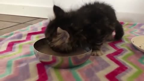 Reasons Carefree Kitten Will Change the Way You Think About Everything