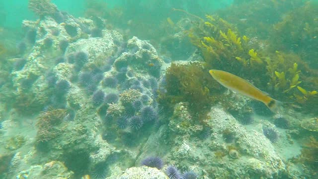 Sea Urchins in their natural habitat