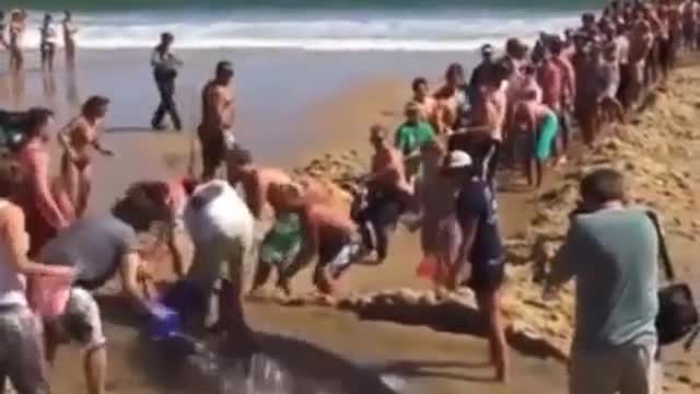 stranded shark being rescued