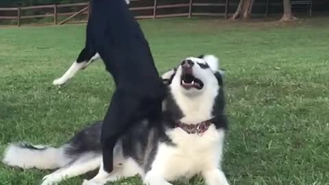 Black dog catches ball but falls on top of husky laying on grass