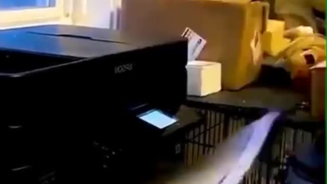 Man and animals fails