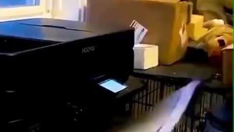 Man and animals fails