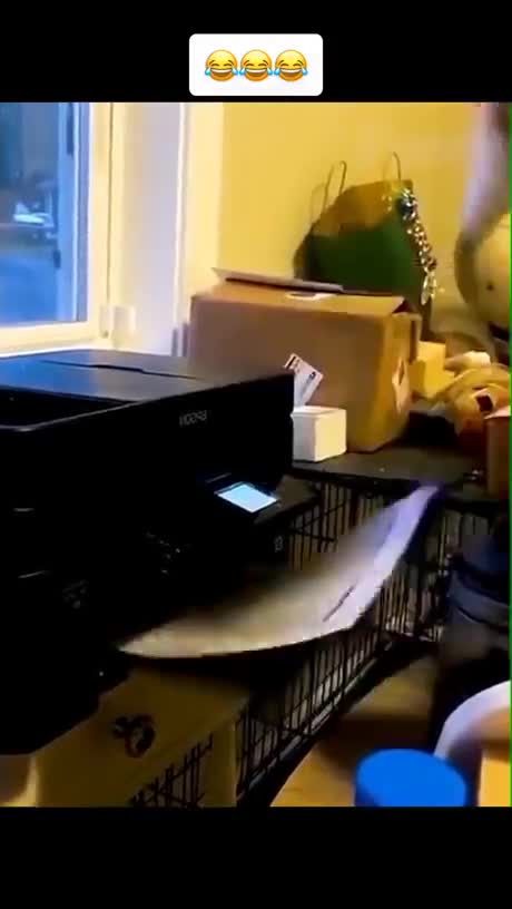 Man and animals fails