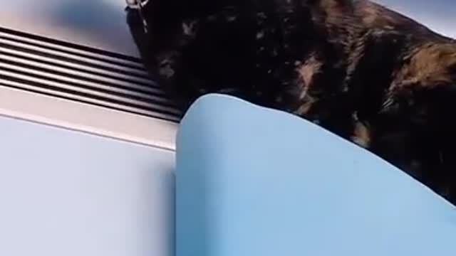 8.cat#short