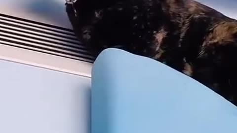 8.cat#short