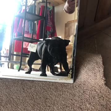 Shelby the Frenchie checking out a gararge sale mirror