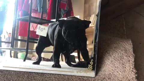 Shelby the Frenchie checking out a gararge sale mirror