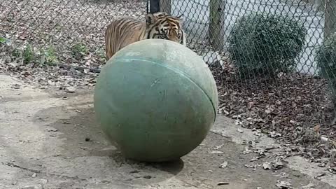 Tiger Playing a Ball