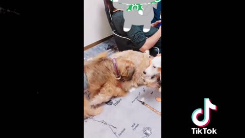 🇯🇵🗾Funny Japanese Dog 😻 Tik Tok Video 2021