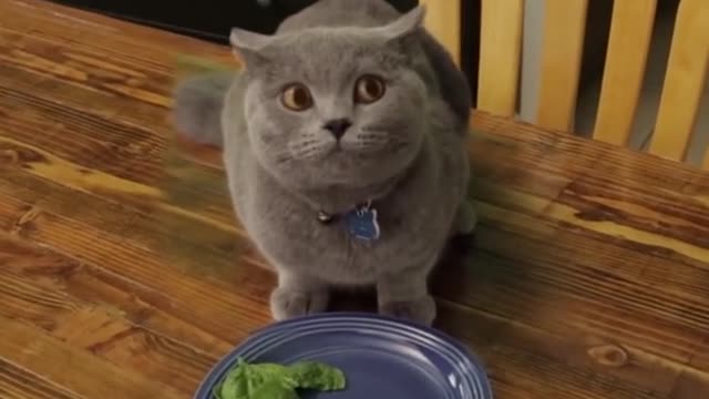 Cat hates vegetables