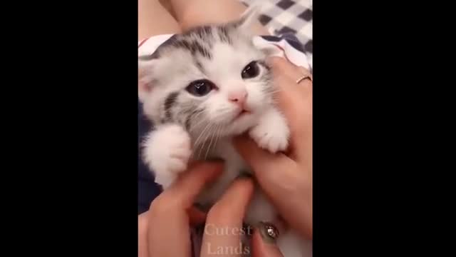 cats and funny and crazy animal compilations try no to laugh part 7