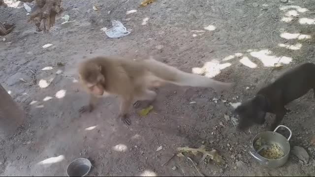 martial arts between monkeys and dogs