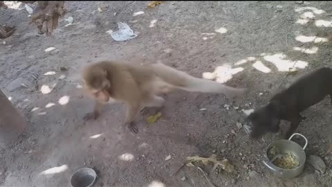 martial arts between monkeys and dogs