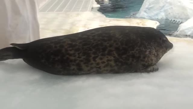 Osaka Aquarium seal is not moving