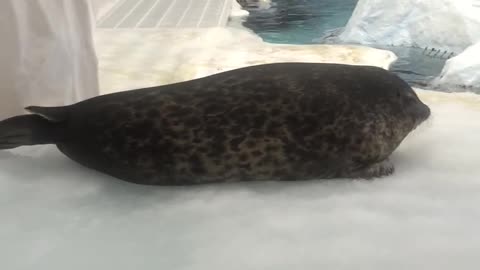 Osaka Aquarium seal is not moving