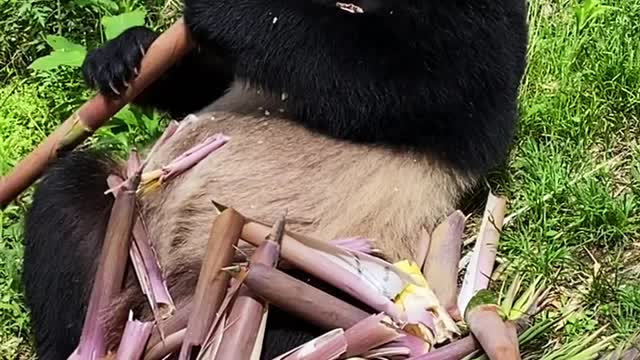 Panda eats bamboo shoots