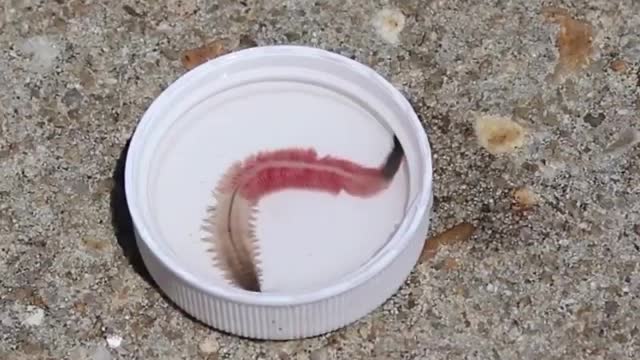 Marine worm